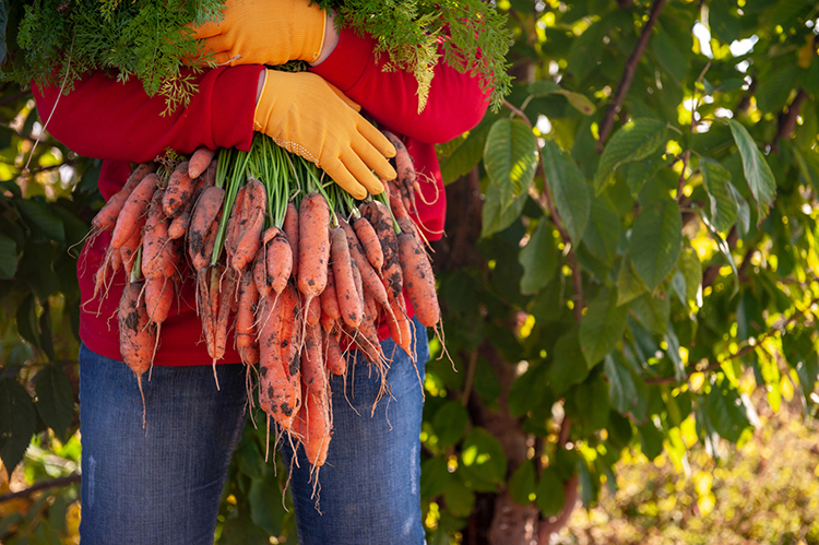 Br24 Blog Visual Trends 2019 - Brand Stand: unrecognizable person holding a bunch of carrots in her hands, standing outside in nature and sunshine