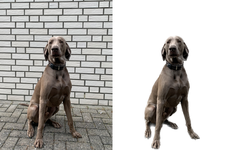 Br24 Photo Cutout from iOS 16: Left side - original photo of a dog in frong of a wall. Right side - dog separated from the photo usindgthe Photo Cutout feature from iOS 16