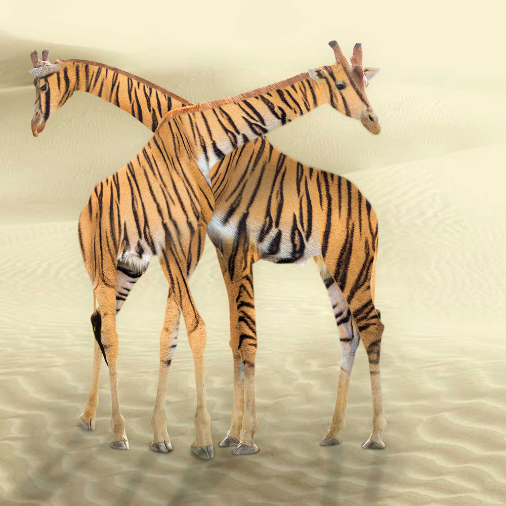 Br24 Composing: Zwei Giraffen mit Tigerfellmuster stehen in einer Wüstenlandschaft, erstellt durch Composing