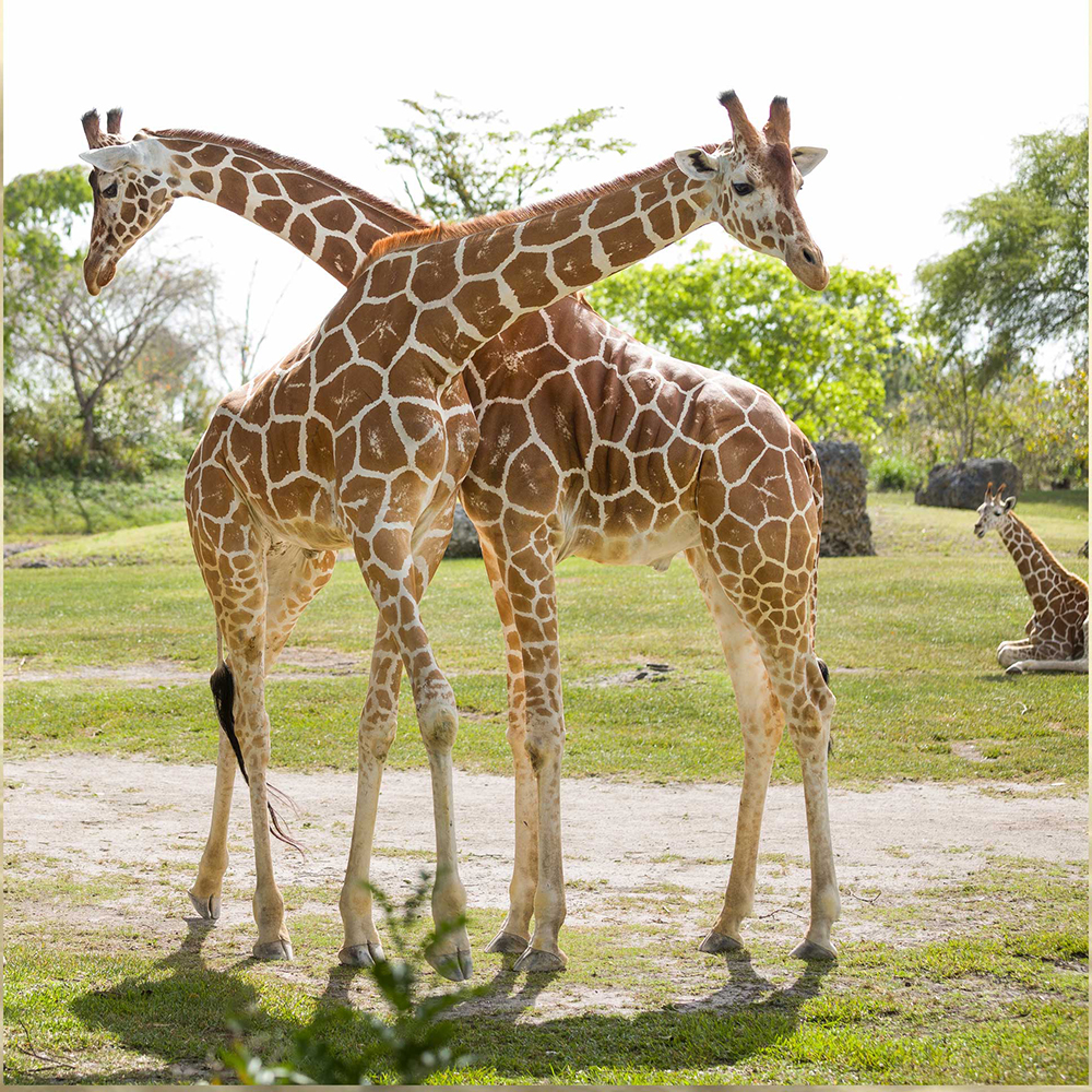 Br24 Composing: Zwei Giraffen stehen draußen